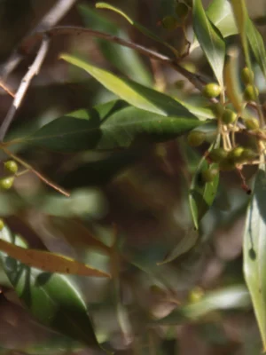 wild olive plant closeup