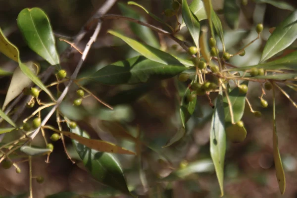 WildOlive wild olive plant closeup