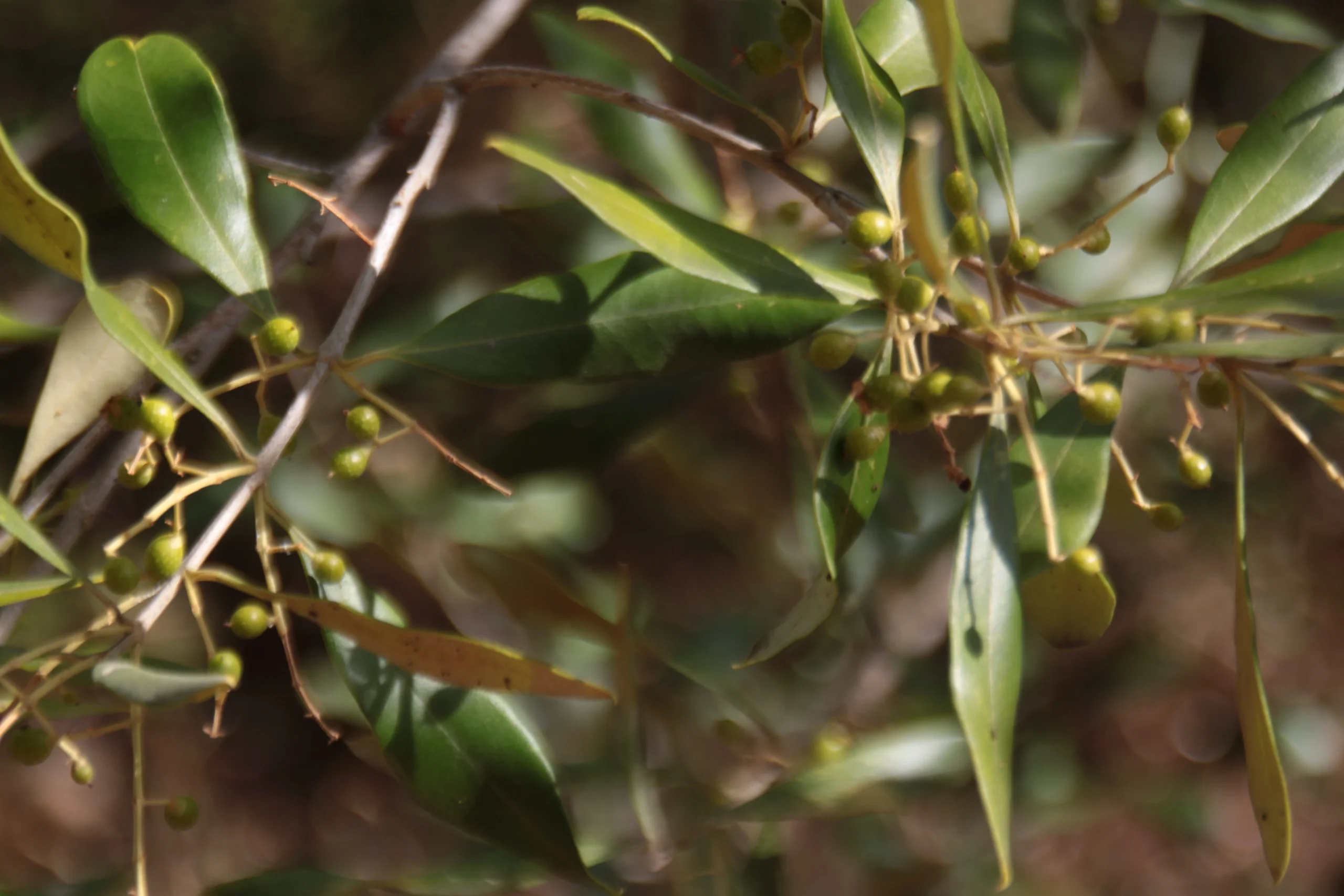 wild olive plant closeup