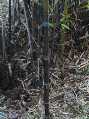 BlackBamboo black bamboo