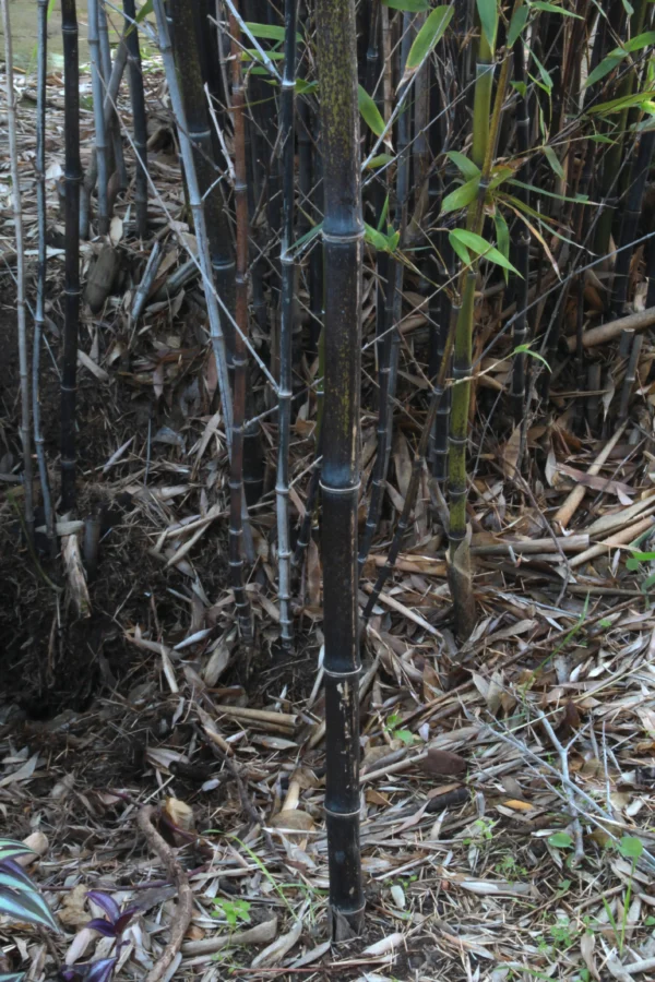 black bamboo