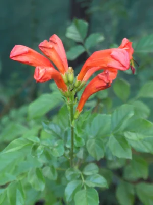 CapeHoneysuckle flowering cape honeysuckle
