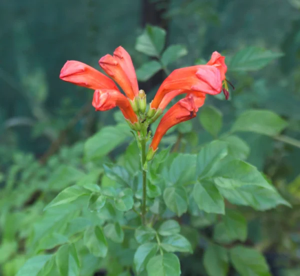 flowering cape honeysuckle