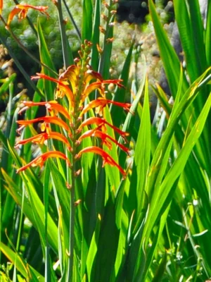 Chasmanthe african flag chasmanthe