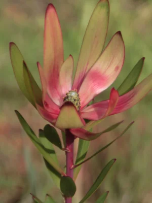 Conebush-safari safari sunset conebush protea