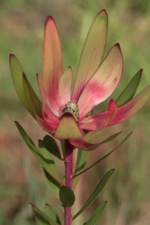 safari sunset conebush protea