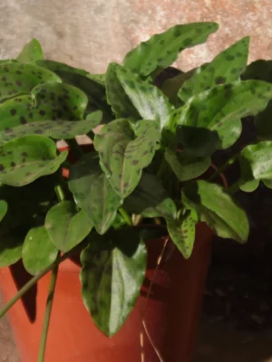 DrimiopsisMaculata little white soldiers - drimiopsis maculata plant