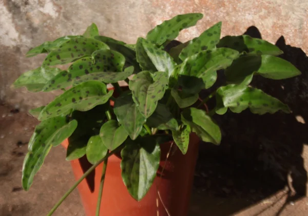 little white soldiers - drimiopsis maculata plant