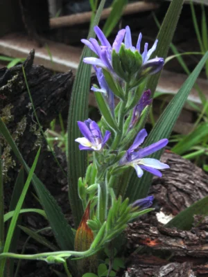 DwarfBabiana flowering purple dwarf babiana