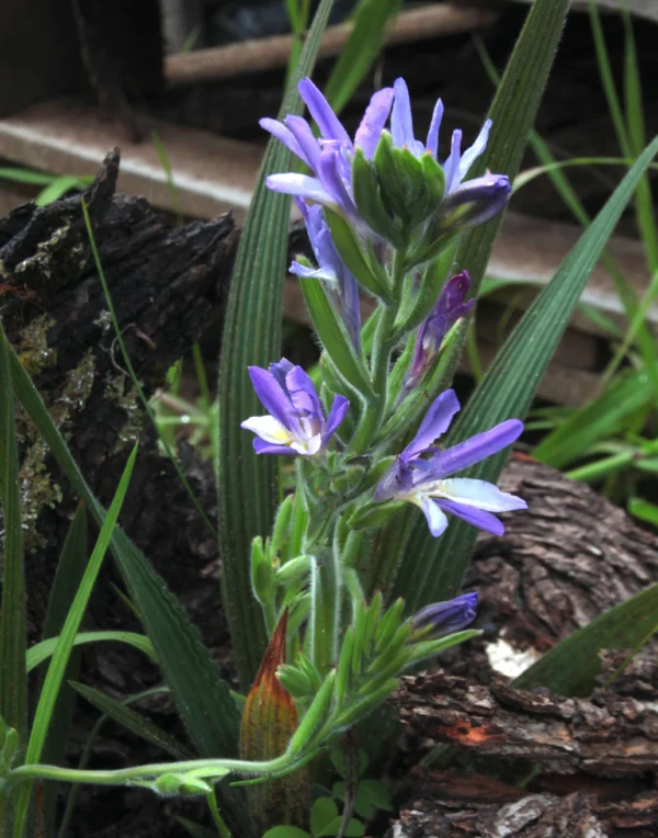 DwarfBabiana flowering purple dwarf babiana