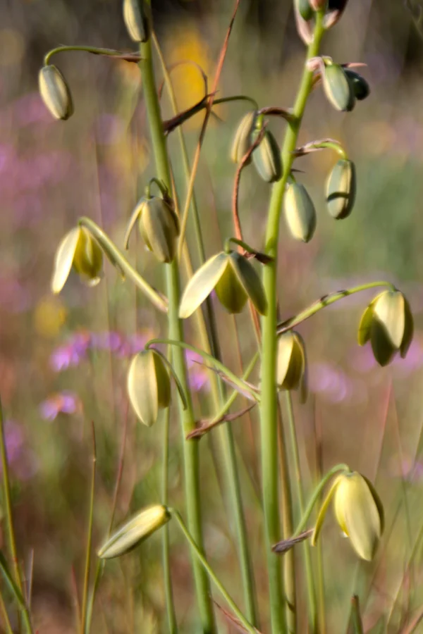 flowering grand tamarac