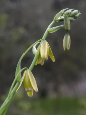 GrandTamarac-closeup flowering grand tamarac closeup