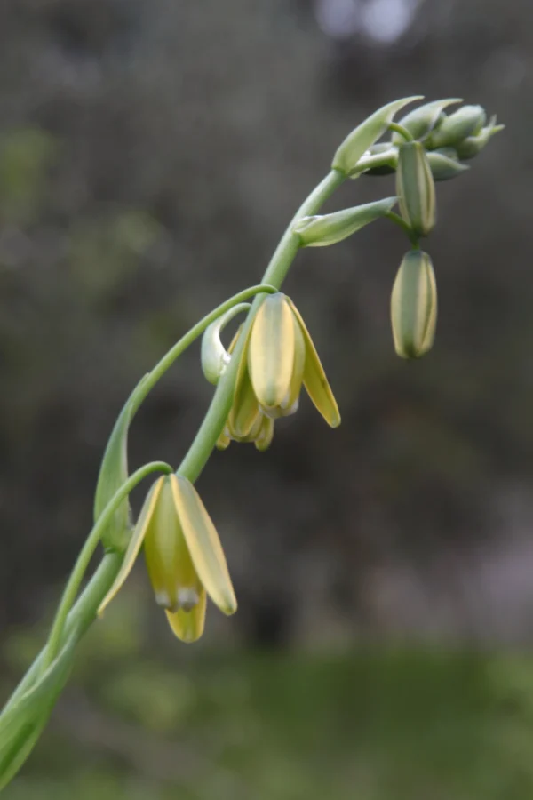 flowering grand tamarac closeup