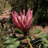 flowering pink king protea from the side