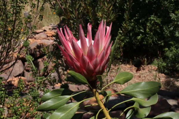 flowering pink king protea from the side