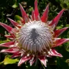 flowering pink king protea
