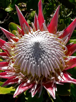 KingProtea-main flowering pink king protea