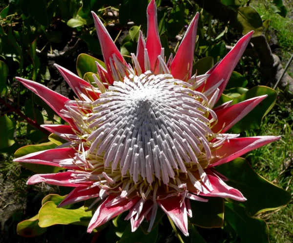 flowering pink king protea