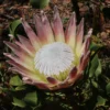flowering pink king protea