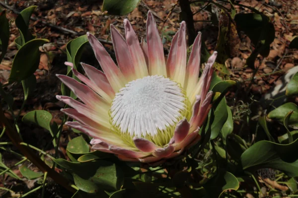 flowering pink king protea