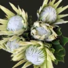 white king protea bouquet