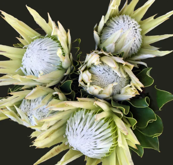 white king protea bouquet