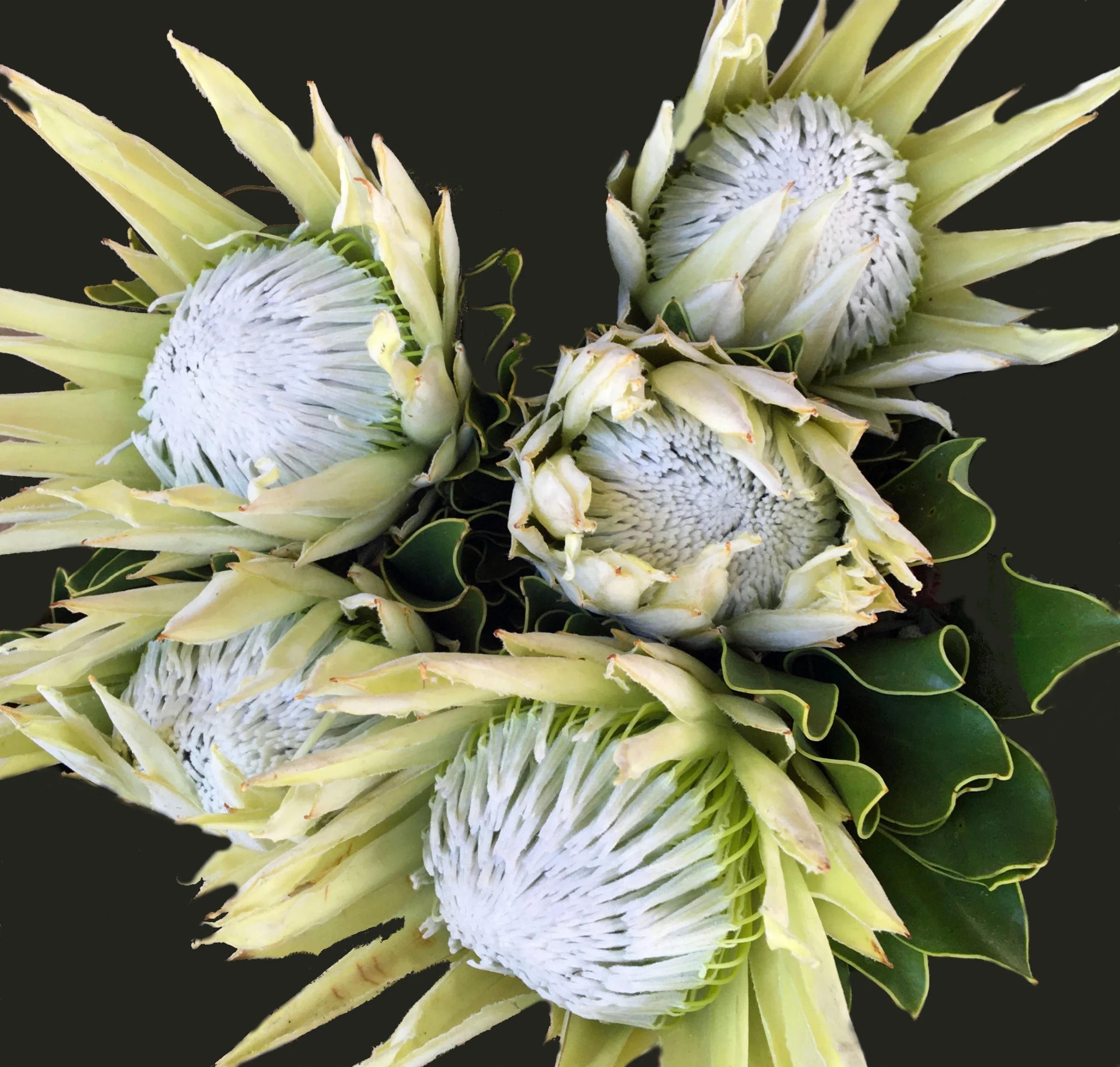 KingProtea-white white king protea bouquet
