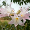 flowering march lily
