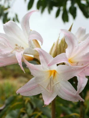 MarchLily flowering march lily