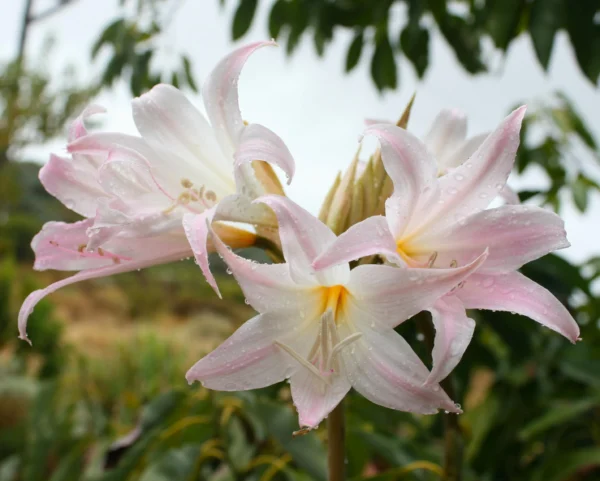 flowering march lily
