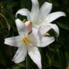 flowering white march lily closeup