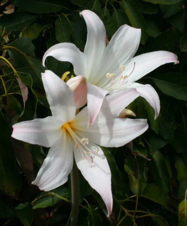 flowering white march lily closeup