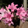 flowering pink march lily