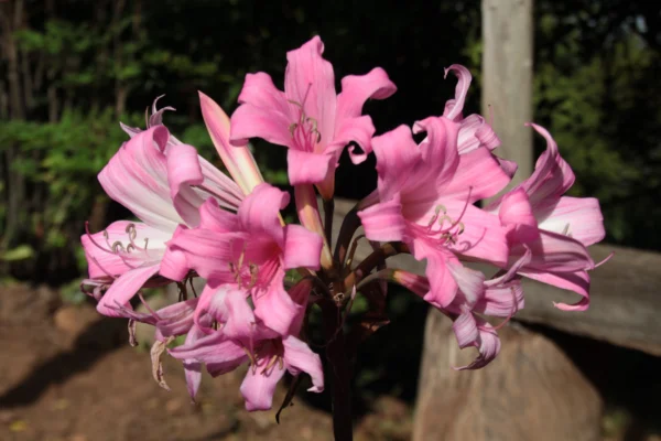 flowering pink march lily