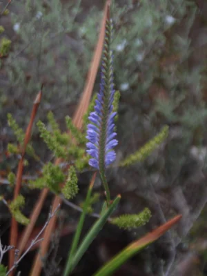 NeedleleafCornflower flowering needleleaf cornflower