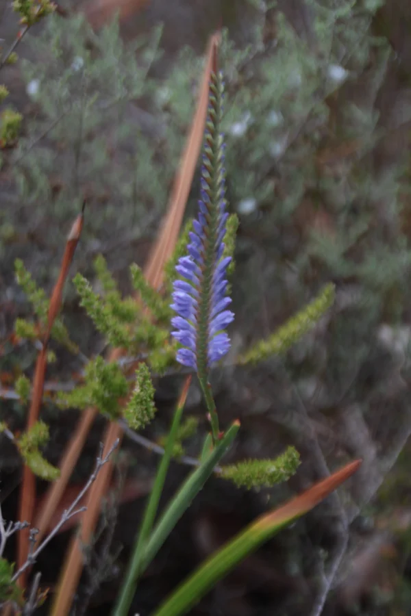flowering needleleaf cornflower