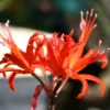 flowering nerine spider lily closeup