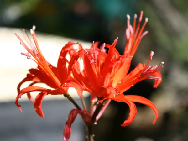 flowering nerine spider lily closeup