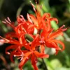 red nerine spider lily