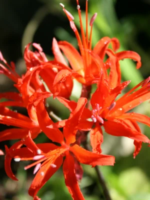 Nerine-red red nerine spider lily