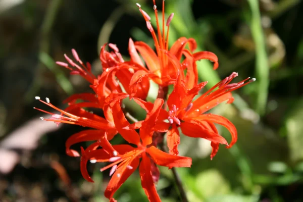 red nerine spider lily