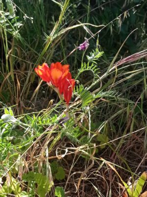 OrangeIxia flowering african corn lily orange ixia closeup