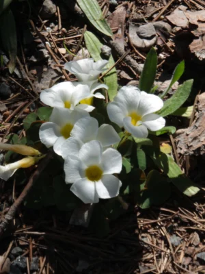 Oxalis flowering oxalis