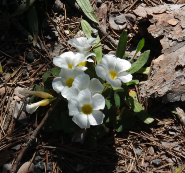 flowering oxalis