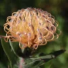 pink pincushion protea sideview