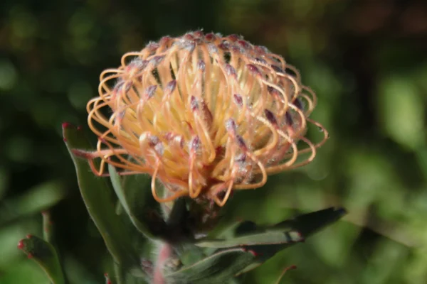 pink pincushion protea sideview