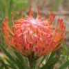 tango pincushion protea