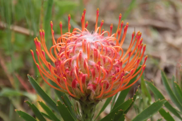tango pincushion protea