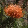 veldfire pincushion protea