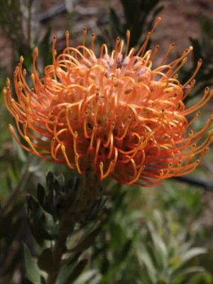 Pincushion-veldfire veldfire pincushion protea